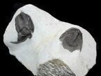Leonaspis & Diademaproetus Trilobite Association #56816-2